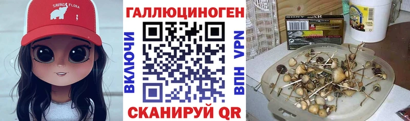 Галлюциногенные грибы Psilocybine cubensis  Купить где  Дигора 